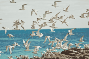 Read more about the article White Paper: Migratory Birds in Winter and Financing Parks to Support Nature Lovers in Developing Countries